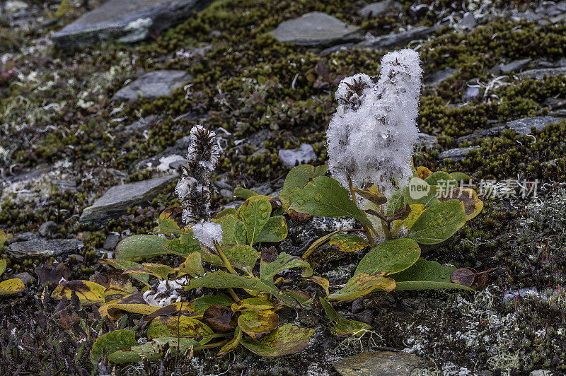 北极柳(Salix arctica)是一种微小的匍匐柳(Salicaceae)。它能适应北极的环境，特别是冻土带。德纳里国家公园，德纳里国家公园和保护区，阿拉斯加。